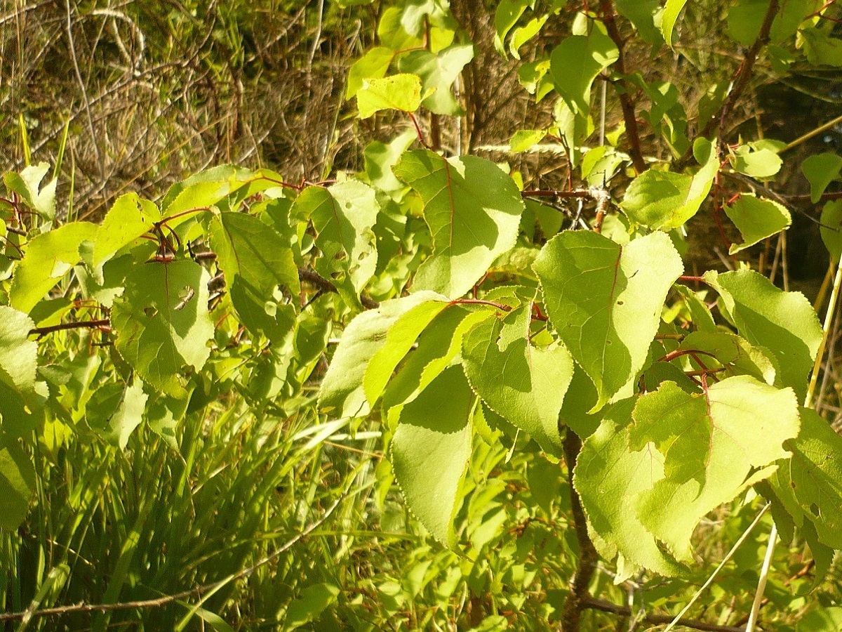 Prunus armeniaca (Rosaceae)